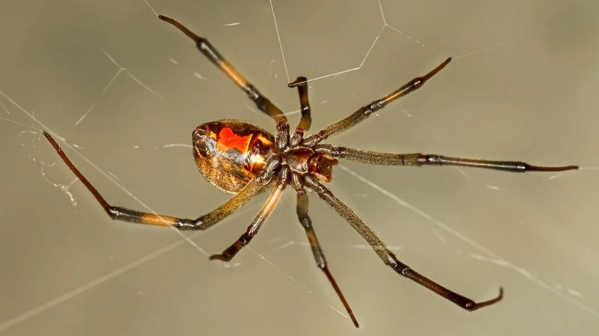 Павуки чорної вдови стрімко вимирають – їх чомусь знищують коричневі вдови