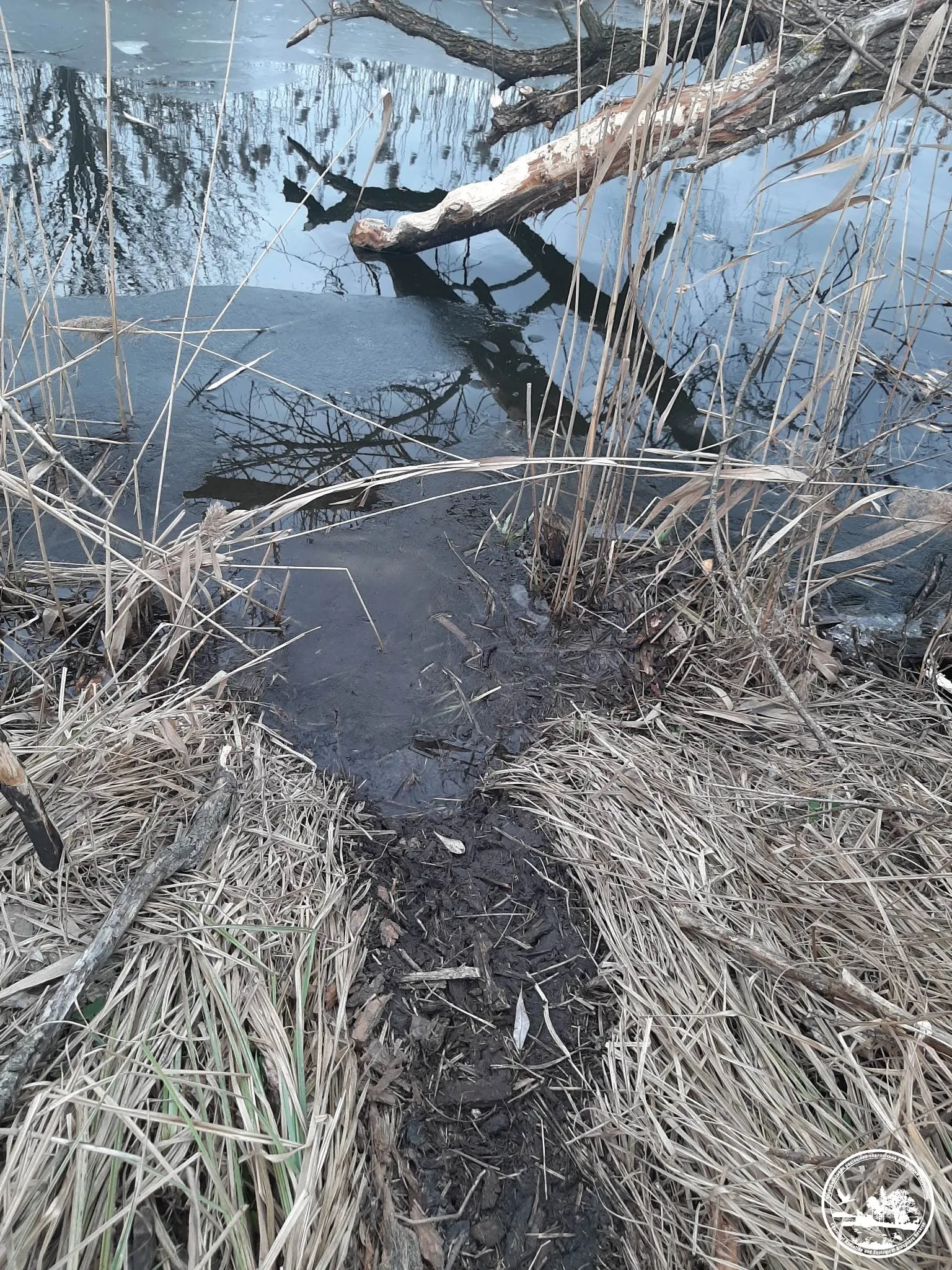 У Чорнобильській зоні показали бобрів 