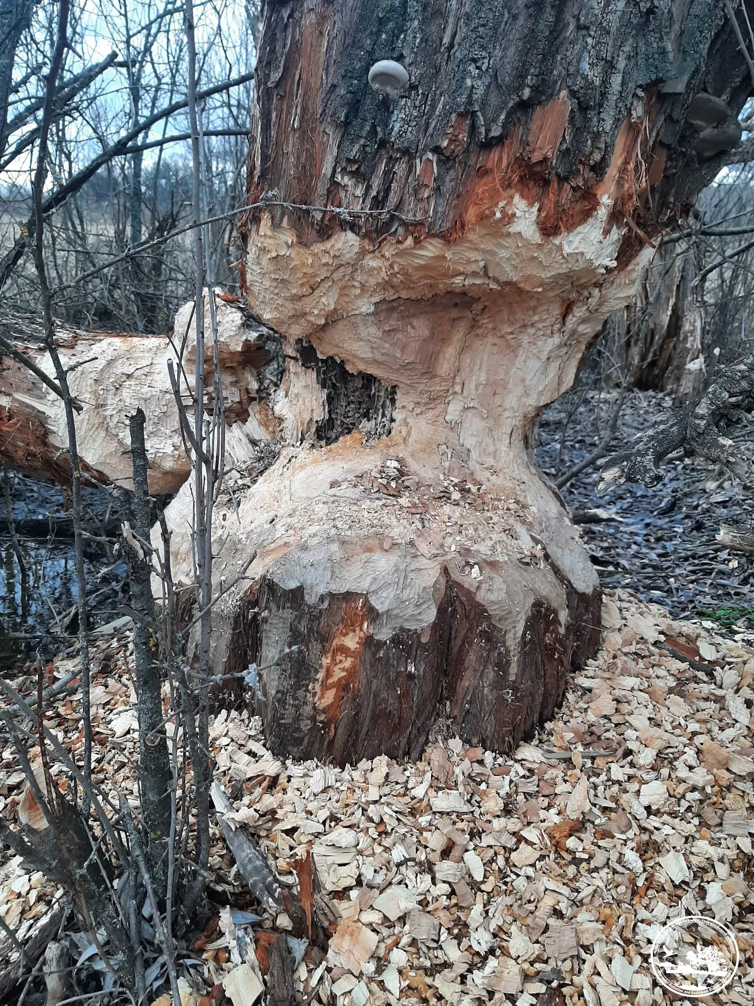 Бобри у Чорнобилі