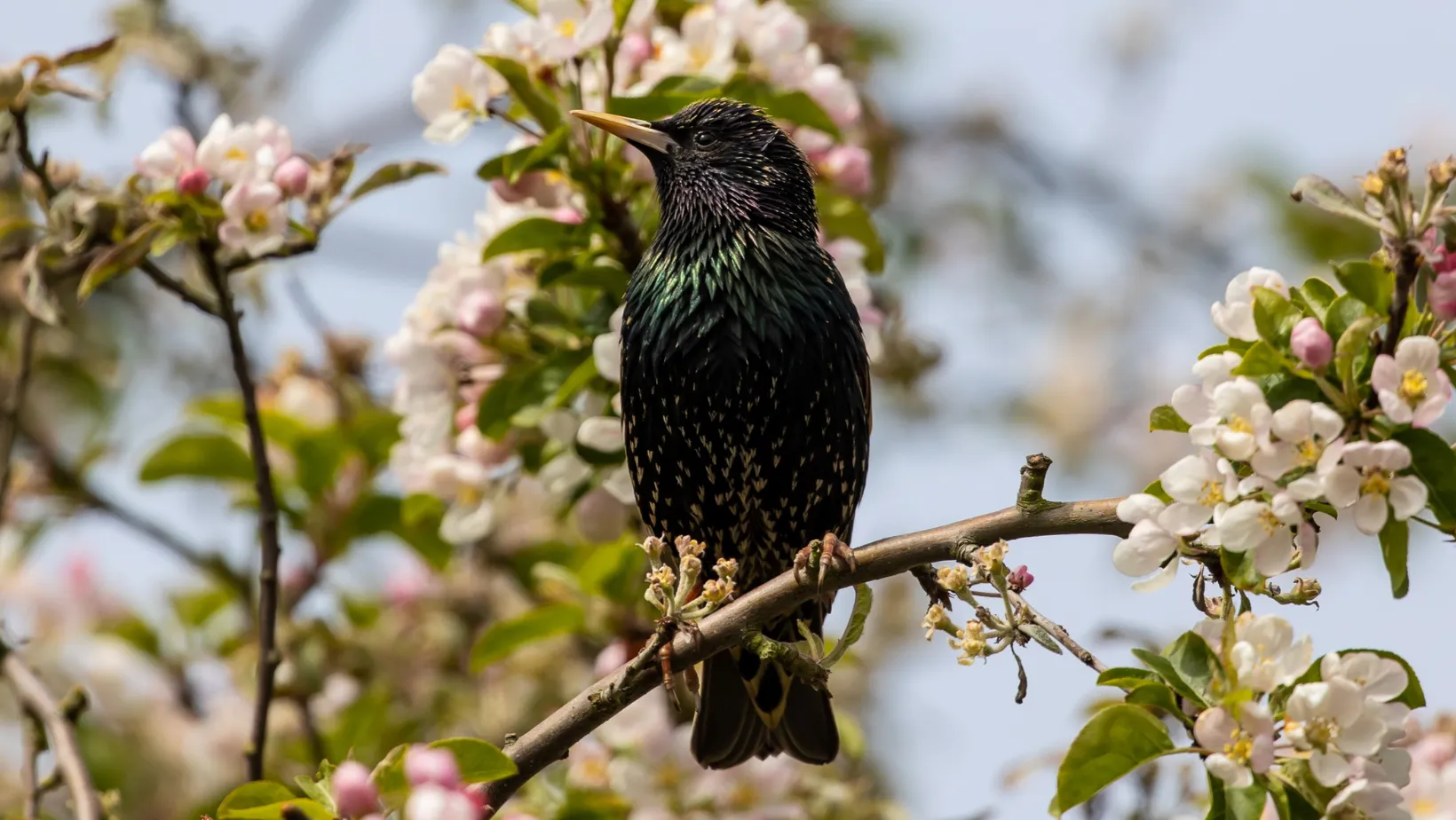Где можно повесить скворечник Где можно повесить скворечник