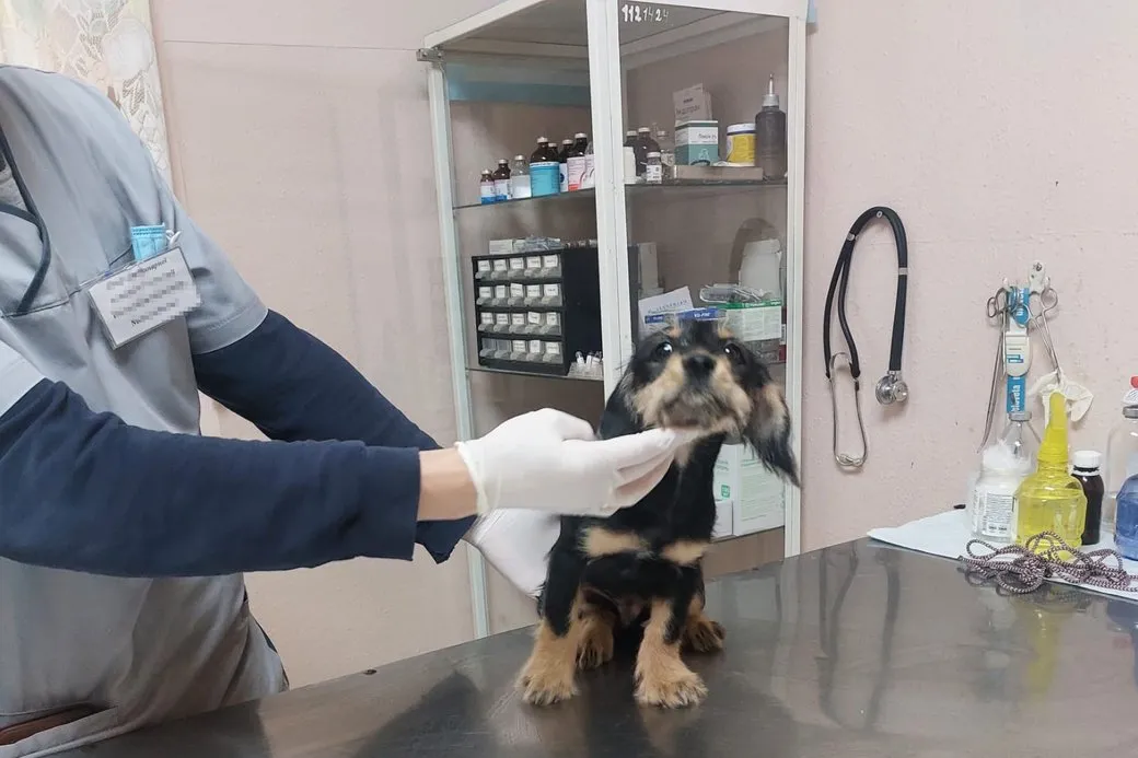 Правоохранители поместили животное в ветеринарную клинику