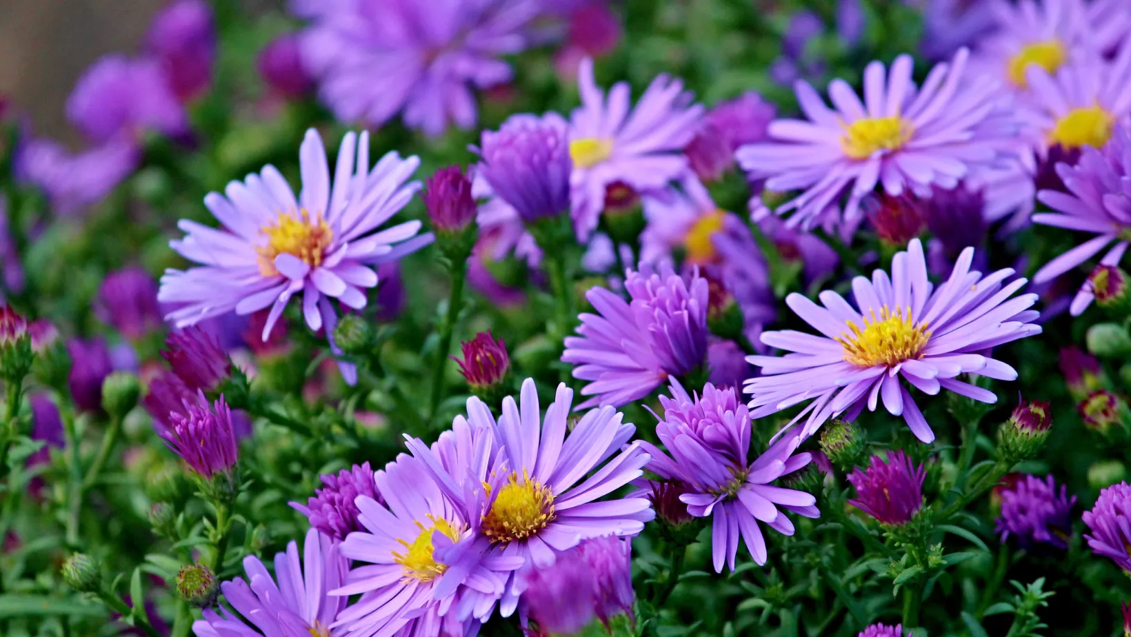 Ястры можно сеять на рассаду в марте 2023 года. Ястры можно сеять на рассаду в марте 2023 года.