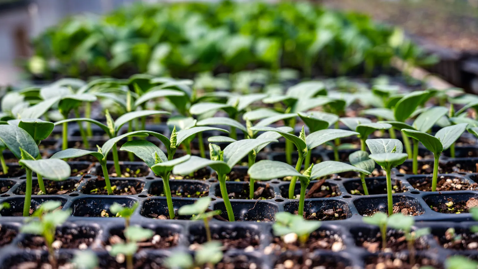 Как правильно сеять рассаду цветов в марте Как правильно сеять рассаду цветов в марте