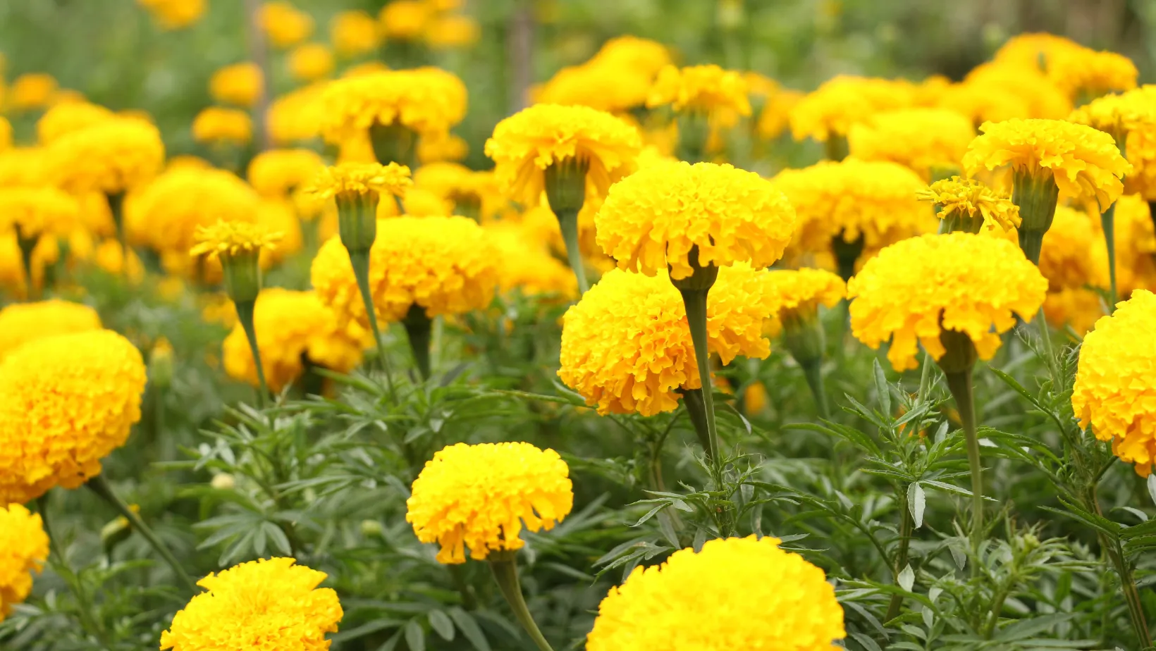 Бархатцы следует сеять для рассады в марте Бархатцы следует сеять для рассады в марте