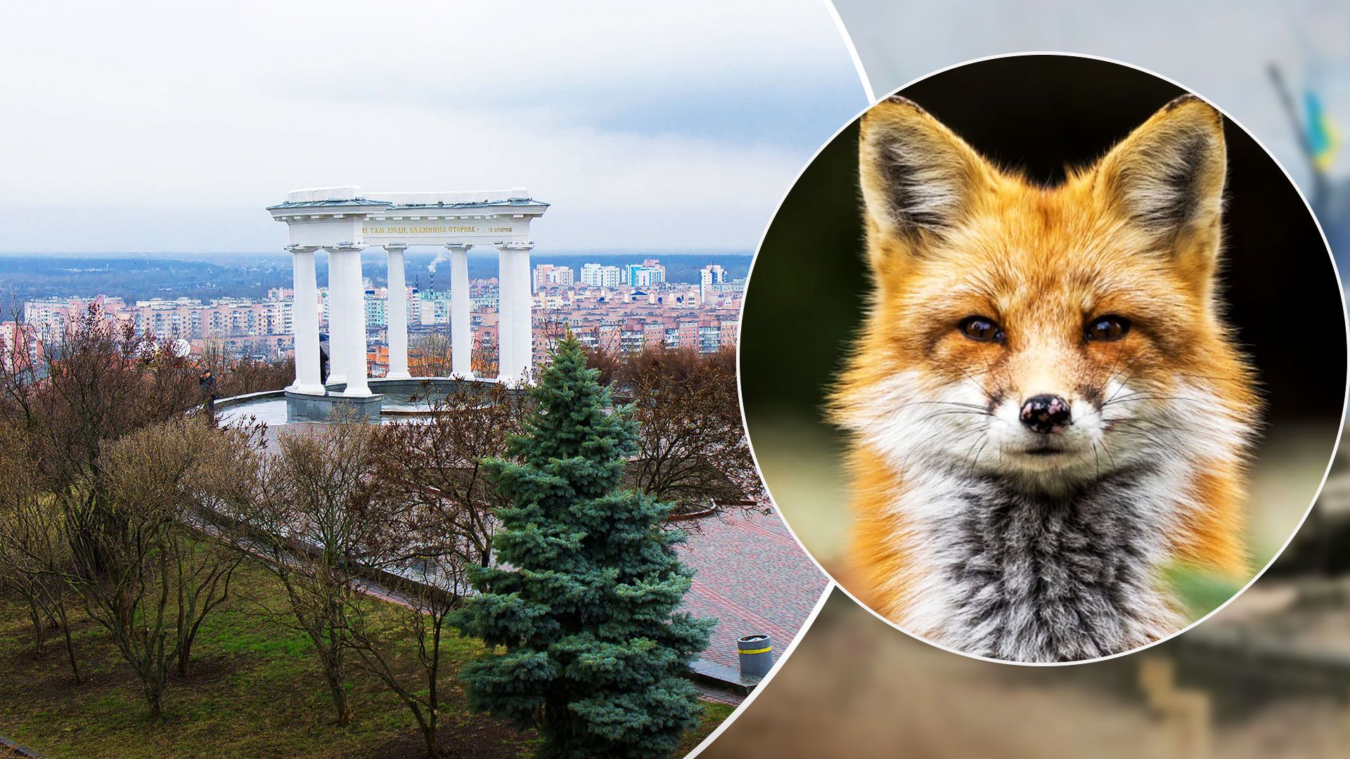 У Полтаві виявили сказ і запровадили карантинні зони - 24 Канал У Полтаві виявили сказ і запровадили карантинні зони - 24 Канал