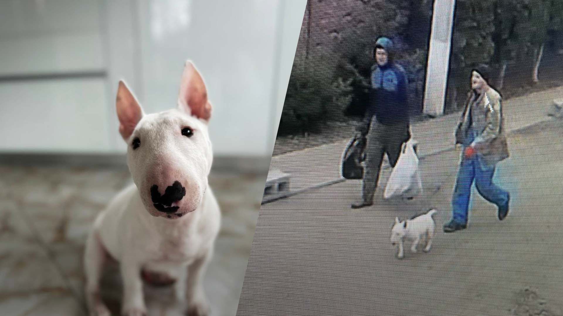 Військовий розповів про викрадення улюбленця Військовий розповів про викрадення улюбленця