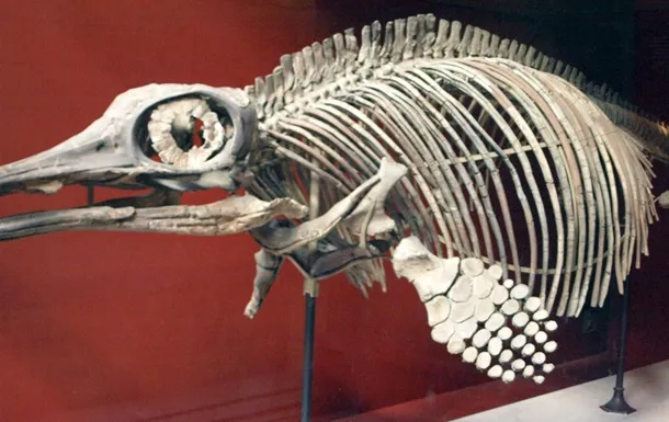 Скелет Ophthalmosaurus icenius