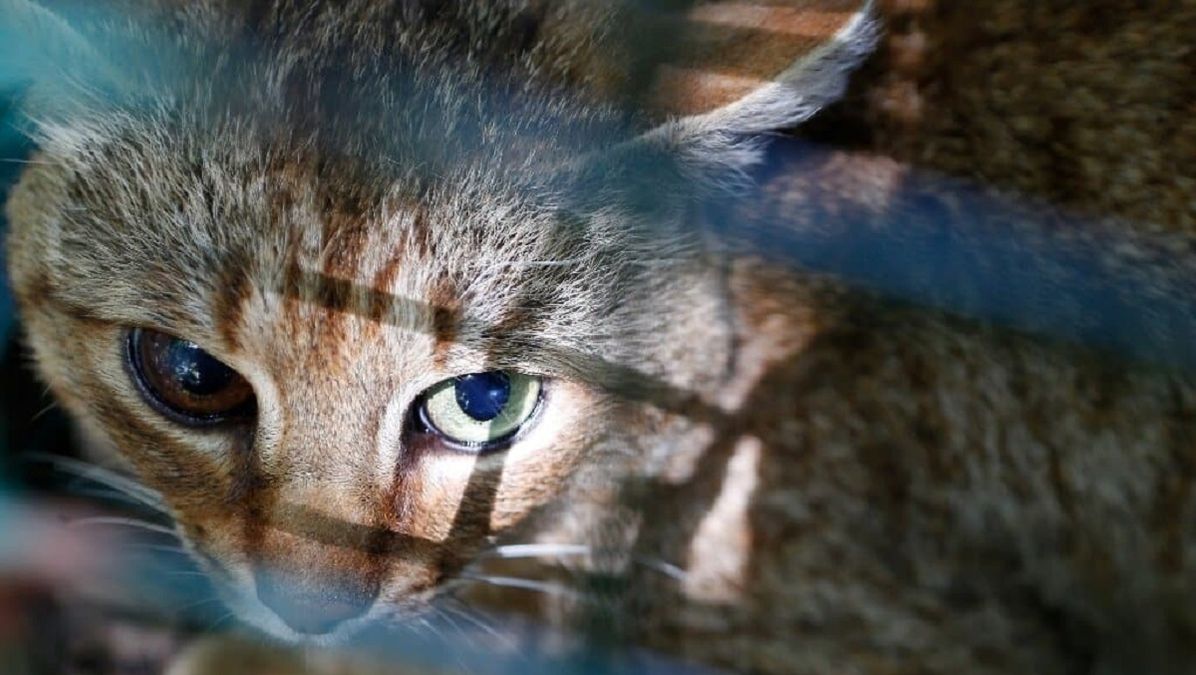 Mysterious ‘fox cat’ from Corsica turns out to be a new breed of cat Mysterious ‘fox cat’ from Corsica turns out to be a new breed of cat