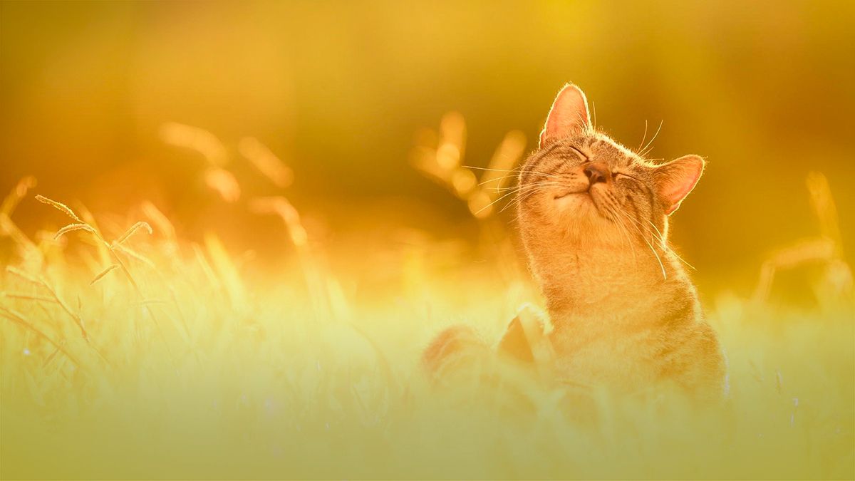 В Україні прогнозують значне потепління - 24 Канал В Україні прогнозують значне потепління - 24 Канал