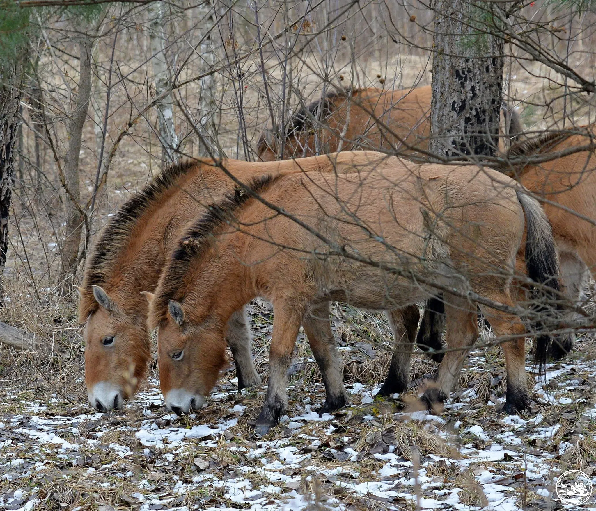 Коні Пржевальського у Чорнобилі
