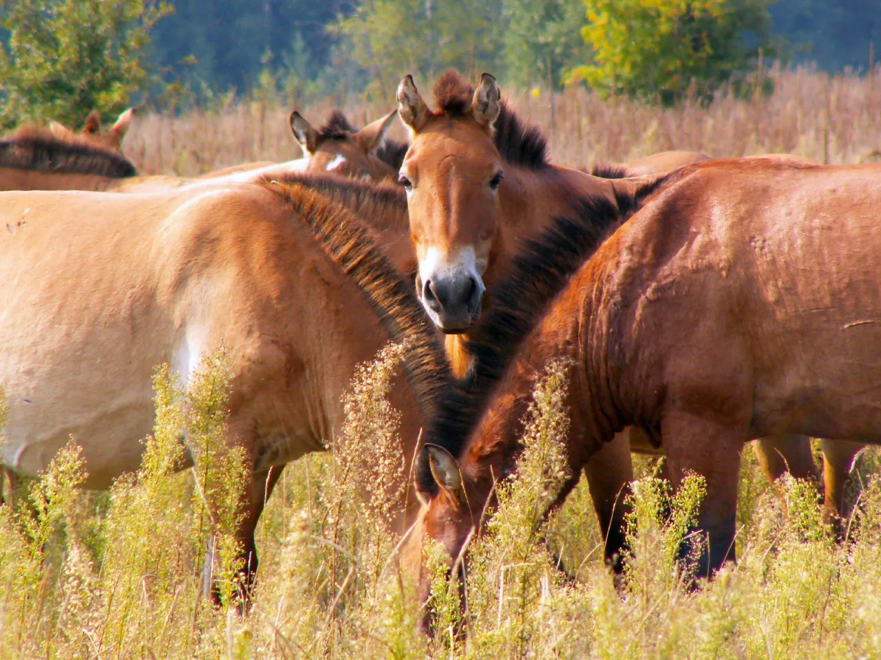 Що треба знати про коней Пржевальського 