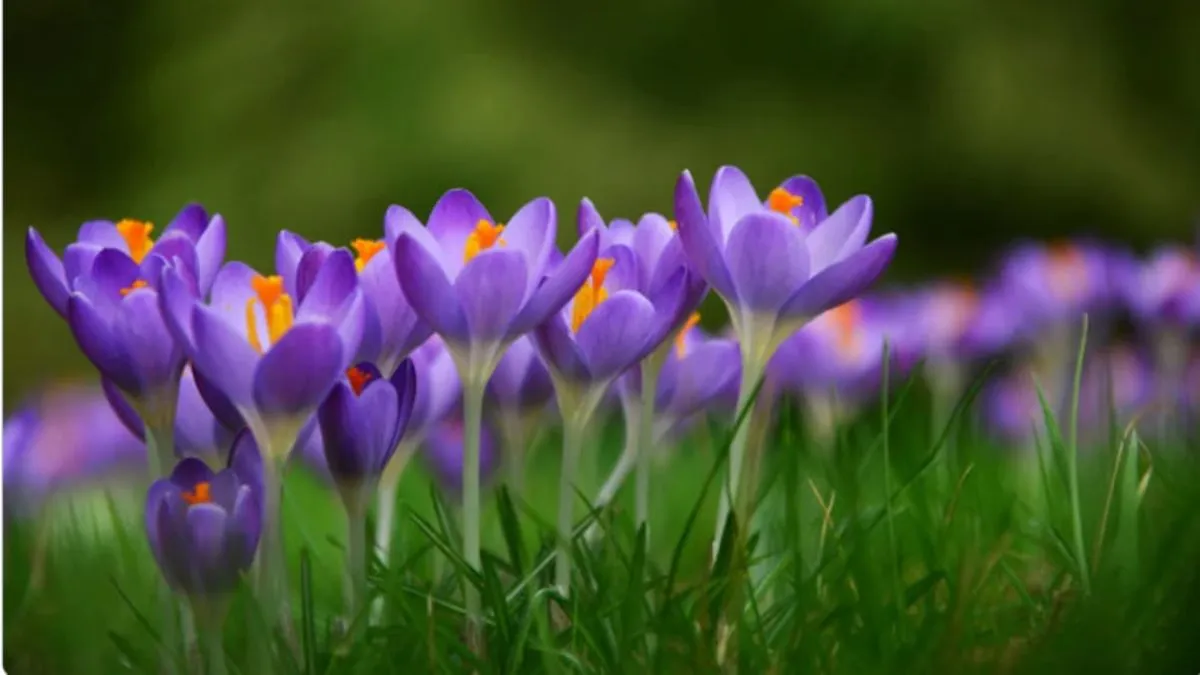 День весняного рівнодення День весняного рівнодення