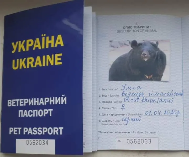 Медведицы пересекали границу с украинскими паспортами