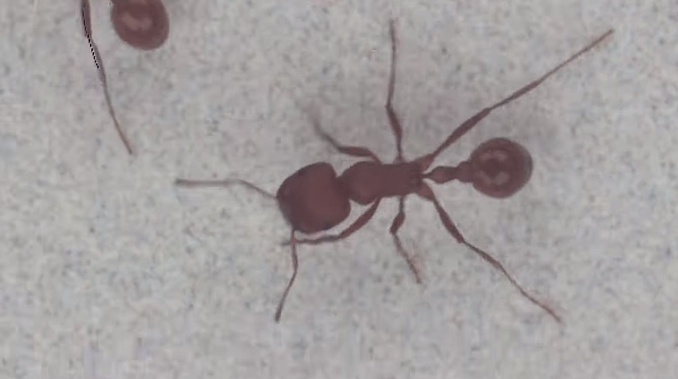 Камера с гигапиксельным разрешением Камера с гигапиксельным разрешением