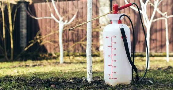 Побелка деревьев Побелка деревьев