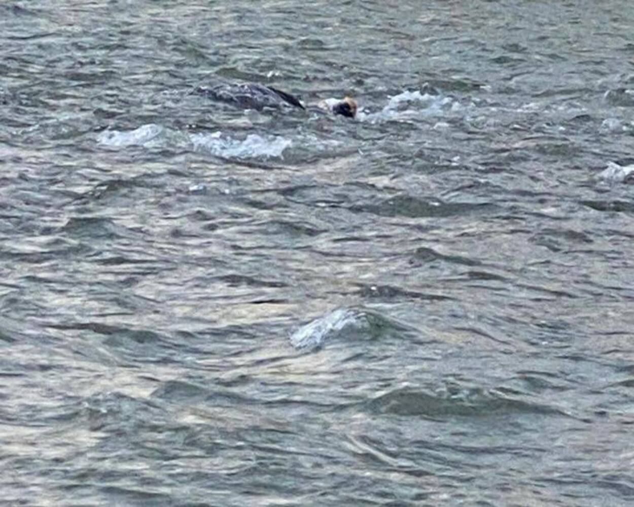 Выезд мужчин за границу - в Тисе утонул мужчина, пытавшийся бежать в Румынию - 24 Канал