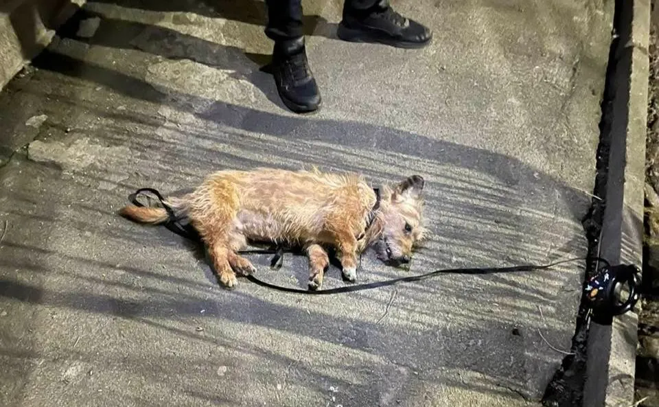 В Киеве животновод выбросил собаку из окна