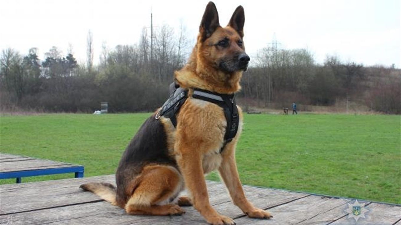 На Київщині собака знайшов немовля, яке викрав п’яний батько На Київщині собака знайшов немовля, яке викрав п’яний батько