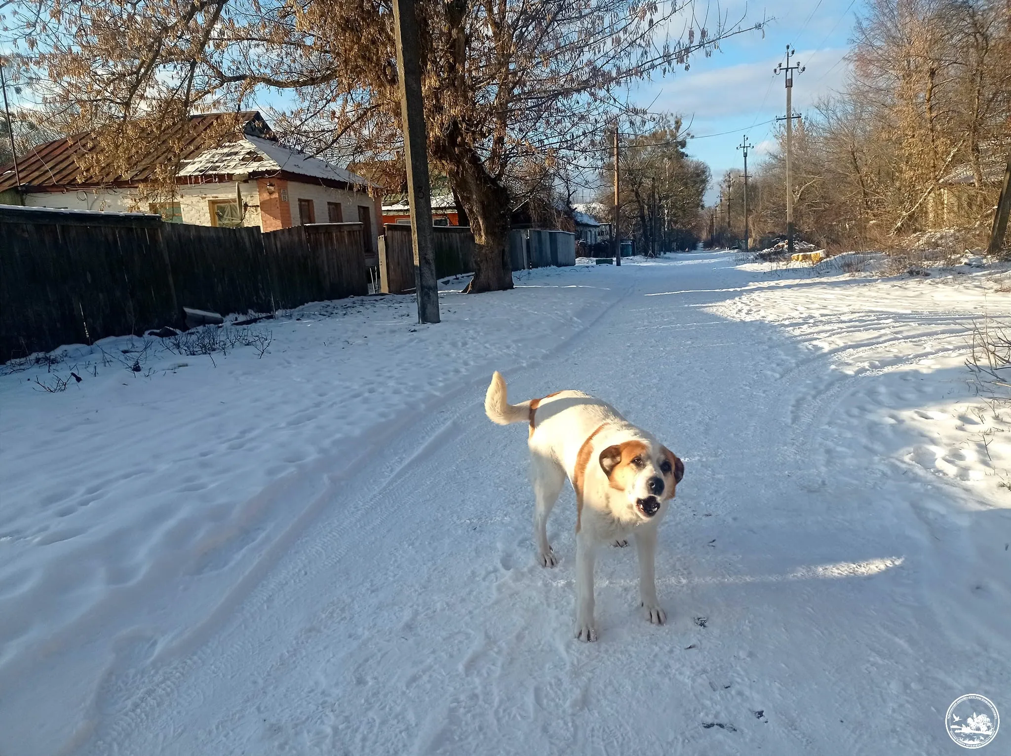 На улицах Чернобыля можно встретить и собак