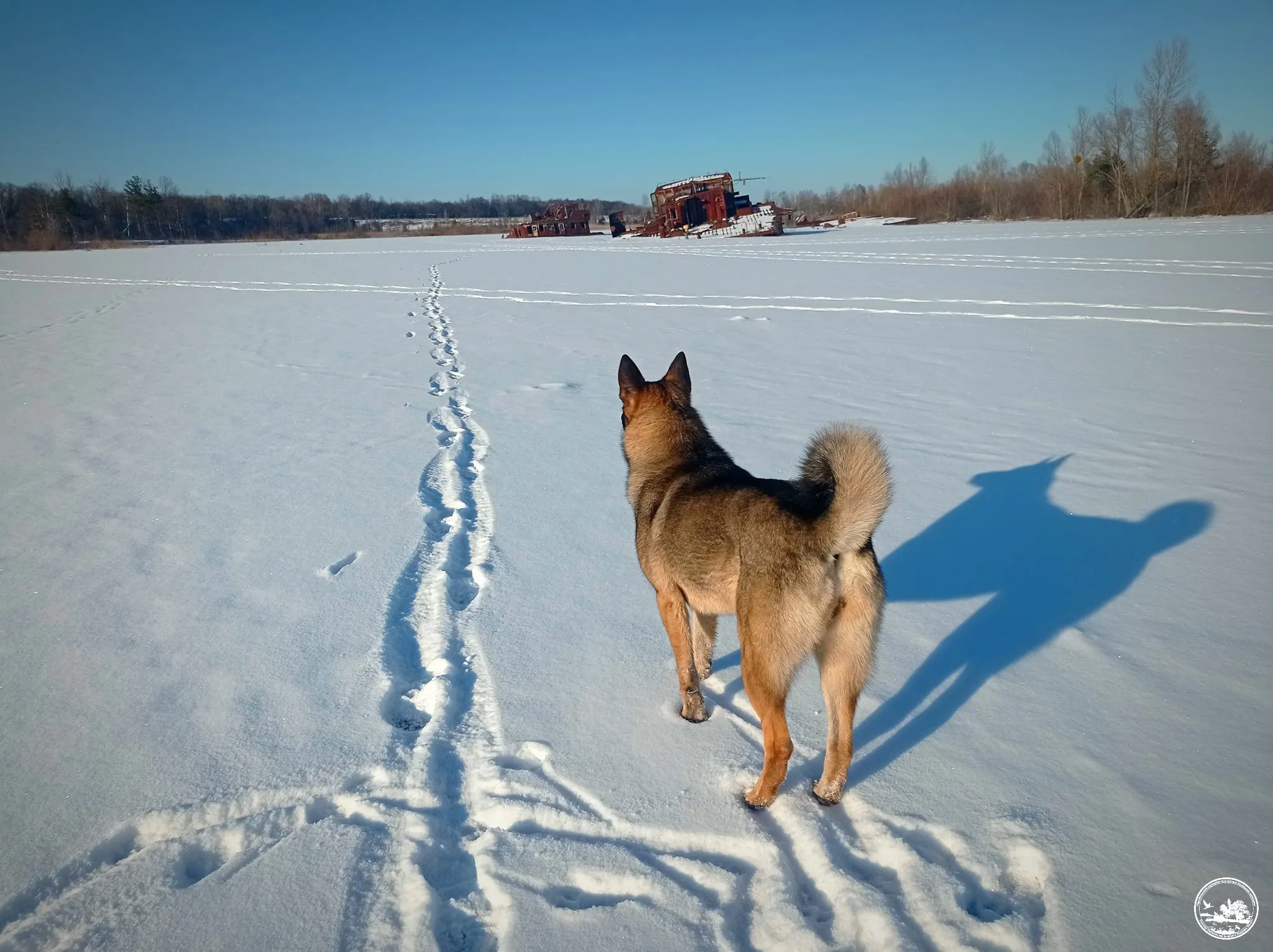 Собаки в Чернобыле