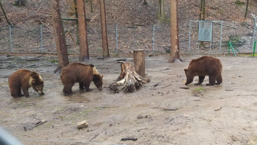 Медвежата, живущие в соседнем вольере с Бахмутом
