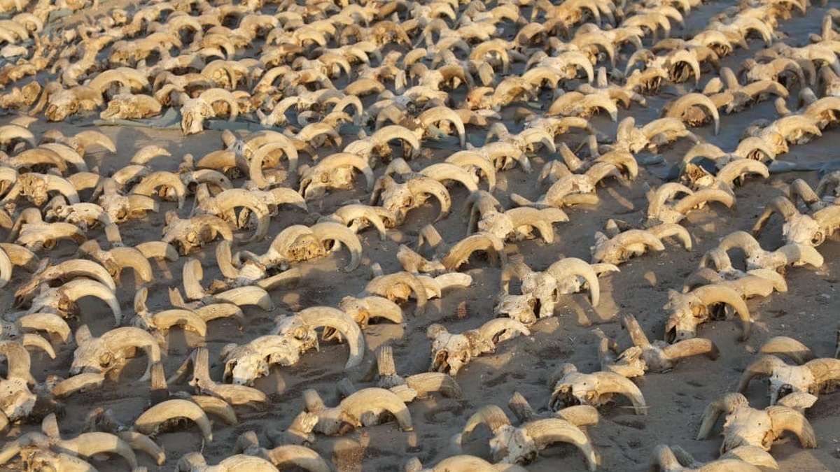 2000 мумифицированных бараньих голов нашли в древнем египетском храме - Техно 2000 мумифицированных бараньих голов нашли в древнем египетском храме - Техно