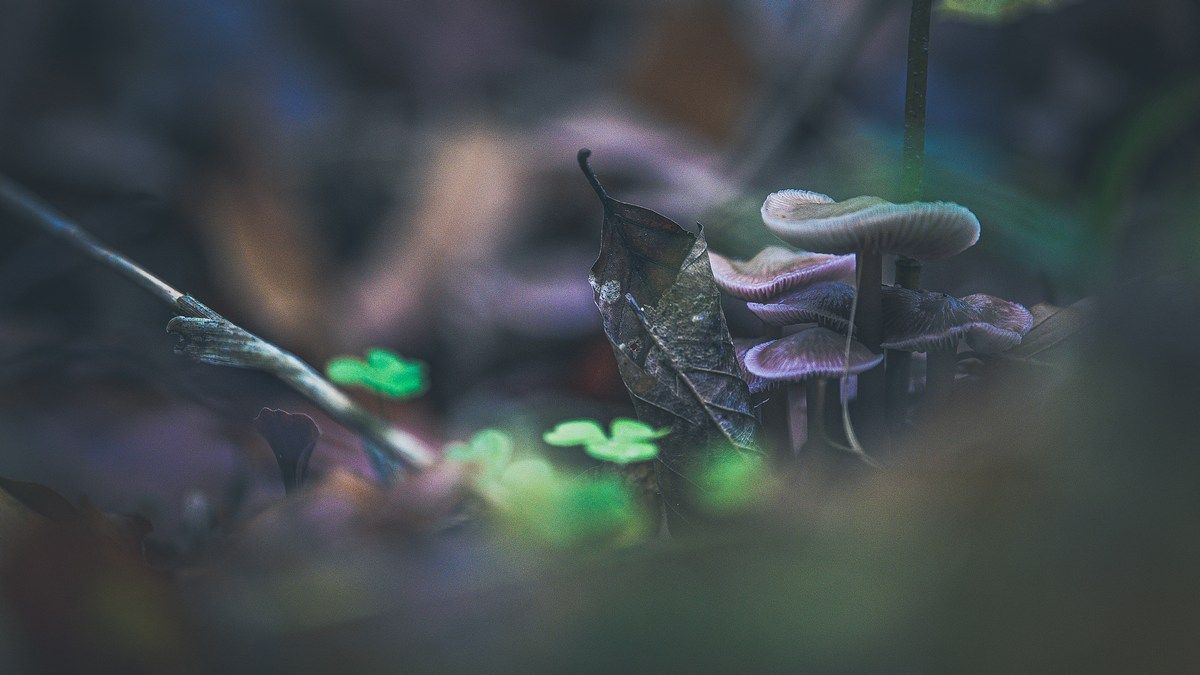 Вирощування цього продукту нагодує мільйони людей і зменшить глобальне потепління Вирощування цього продукту нагодує мільйони людей і зменшить глобальне потепління