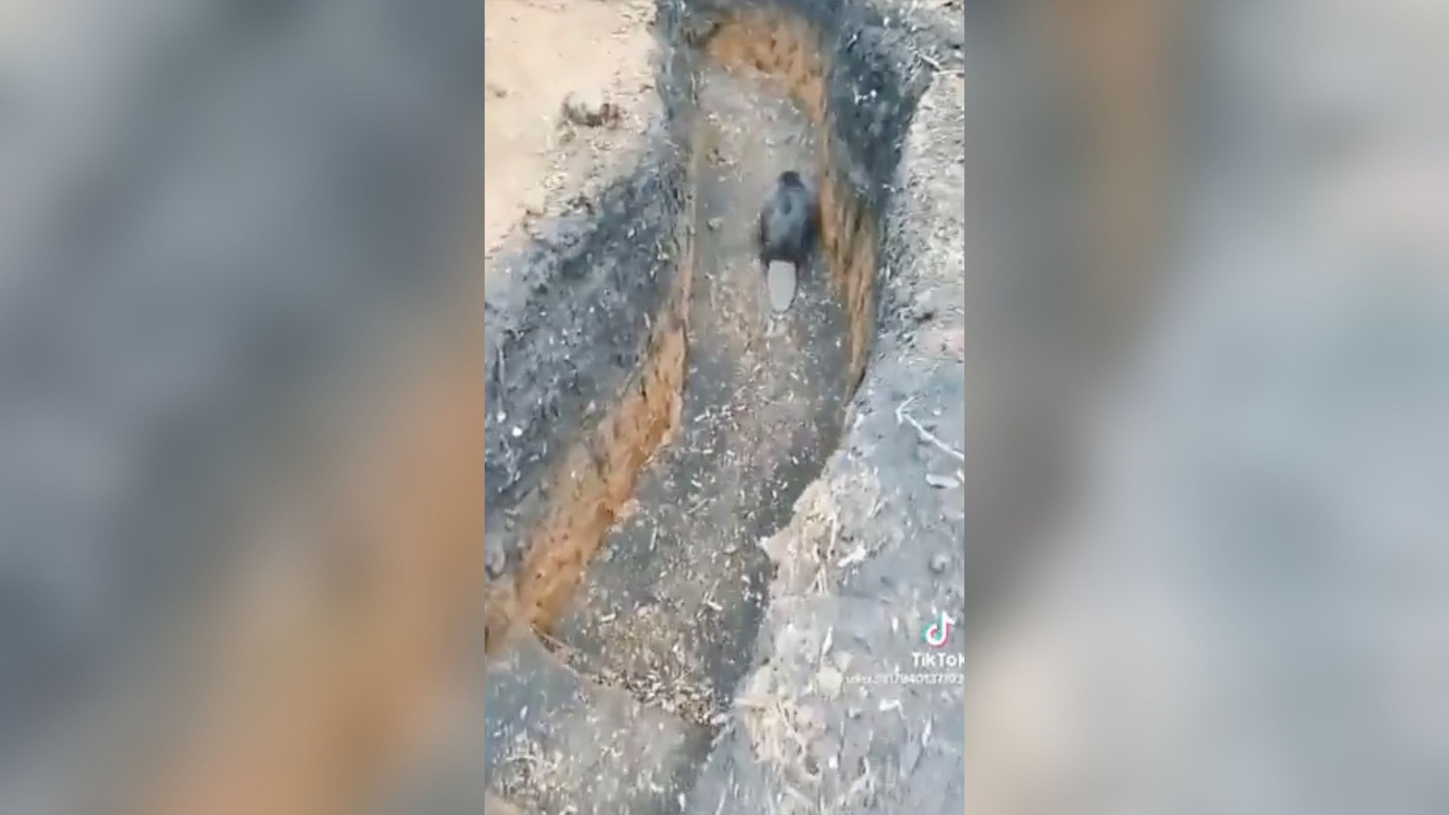 В окопі ЗСУ оселився бобер