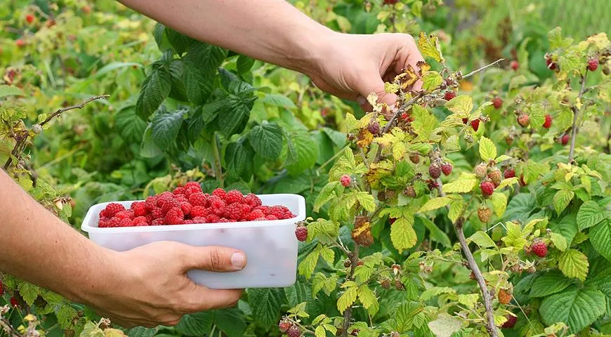 як отримати урожай малини