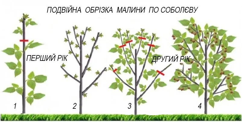 как получить урожай малины как получить урожай малины