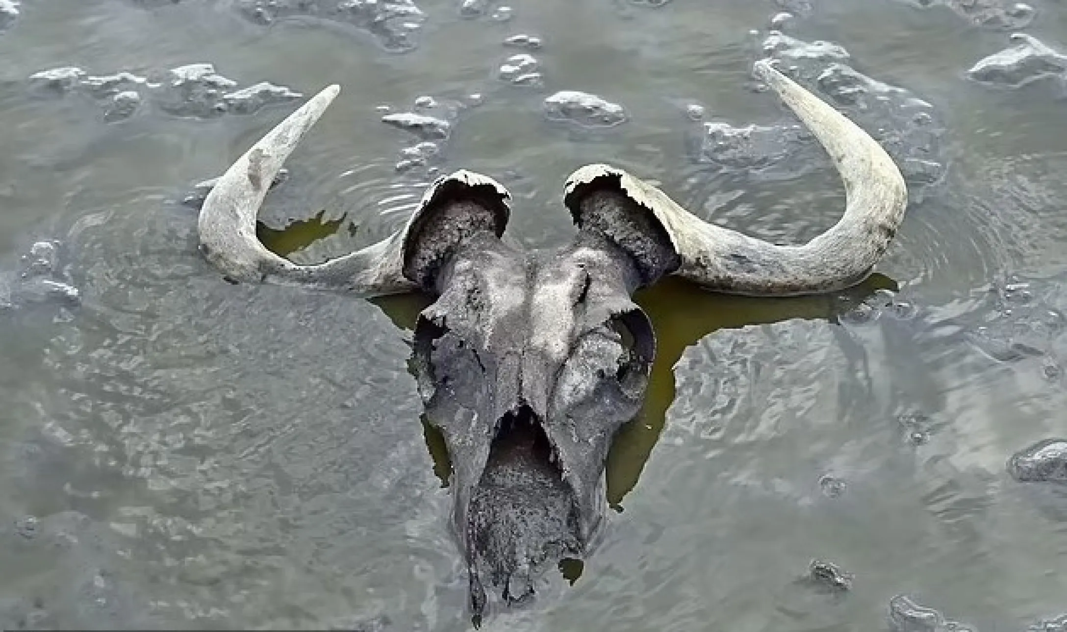 Озеро в Танзанії перетворює тварин на камінь