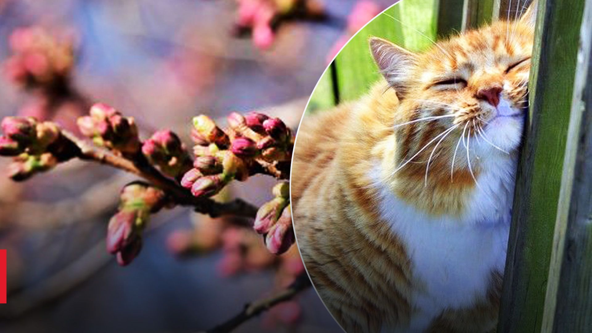 Потепление в Украине: когда ждать и как долго продержится теплая погода - 24 Канал Потепление в Украине: когда ждать и как долго продержится теплая погода - 24 Канал