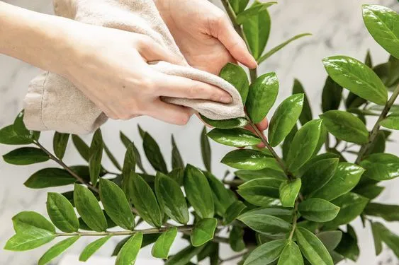 Чим витирати листя вазонів Чим витирати листя вазонів