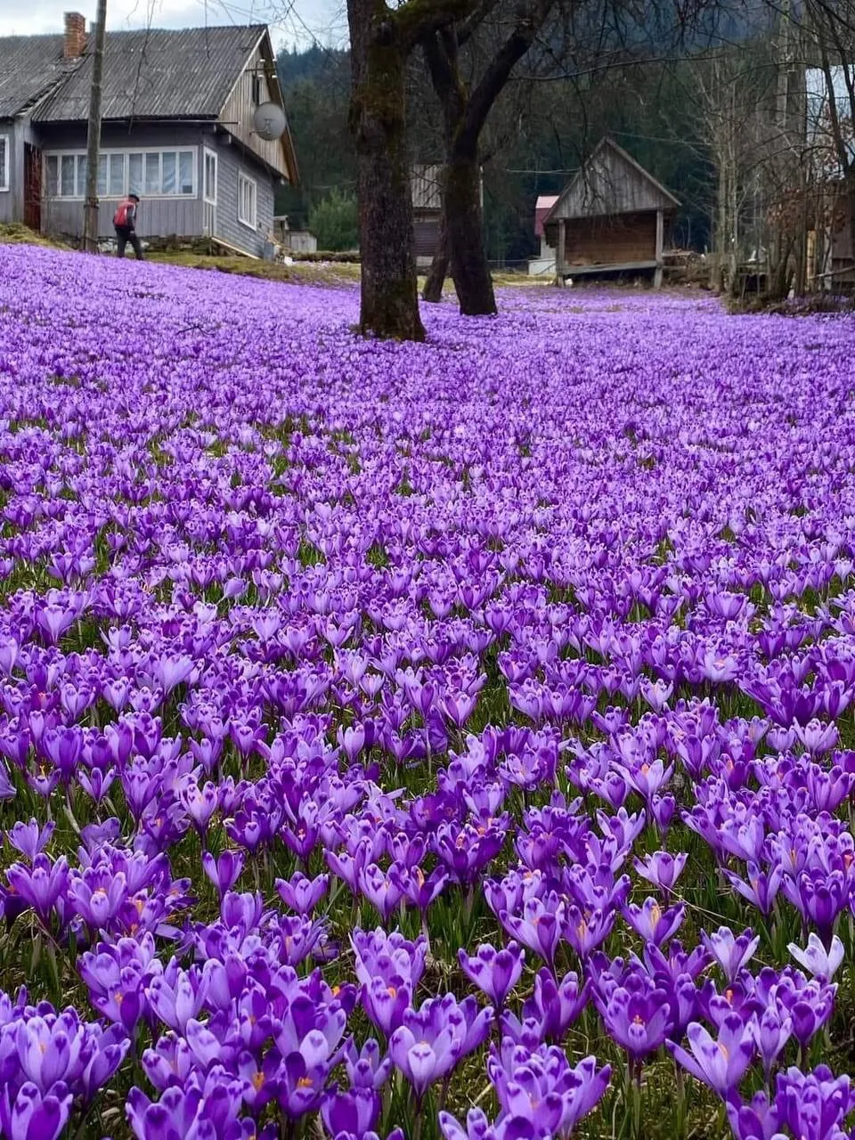 Долина Шафранов Долина Шафранов