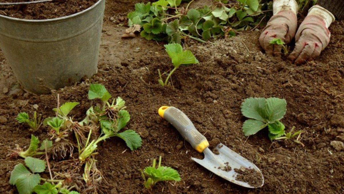 Посівний календар на квітень 2023 – коли садити квіти і рослини