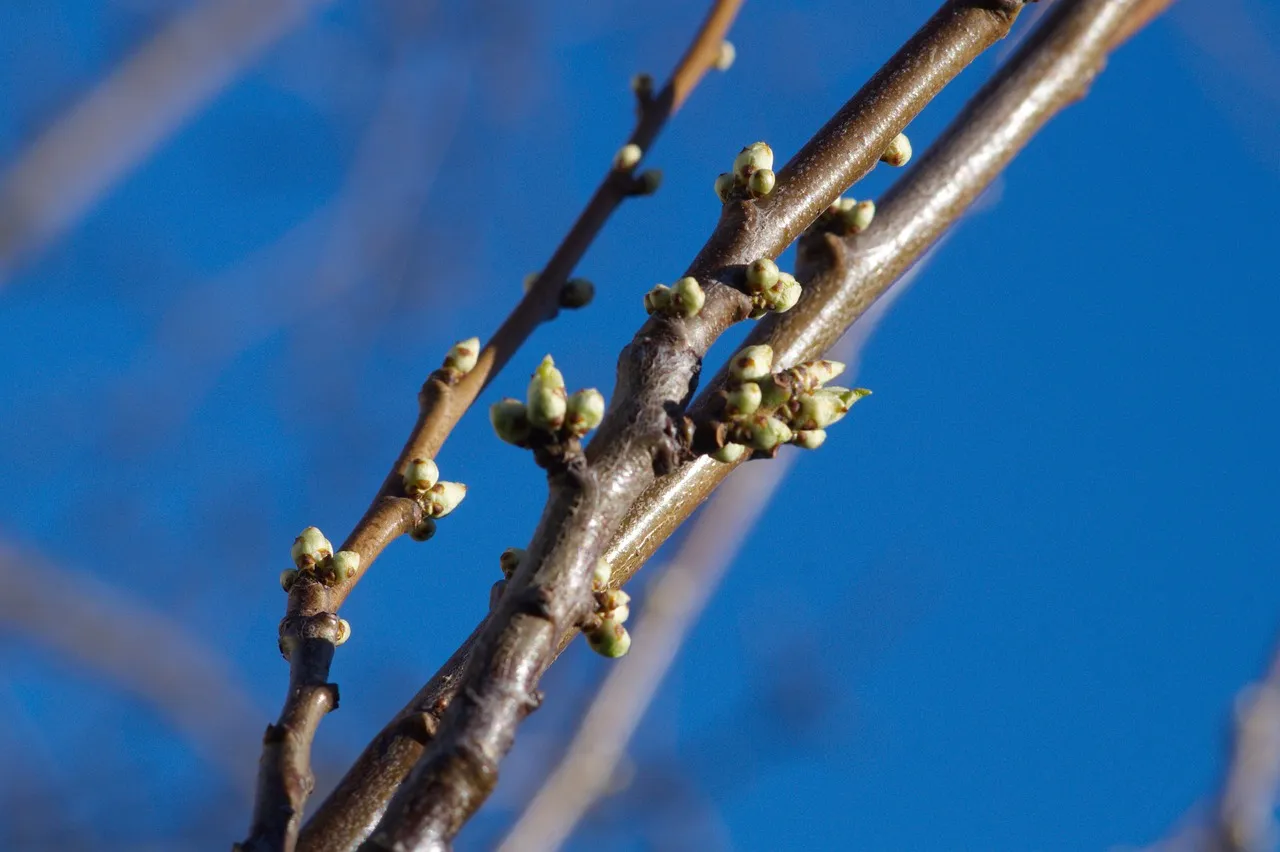 Верба Верба