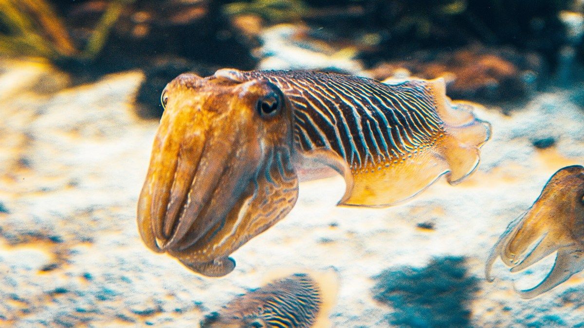 Новая искусственная кожа устойчива к холоду и микробам, а также умеет менять цвет - Техно Новая искусственная кожа устойчива к холоду и микробам, а также умеет менять цвет - Техно