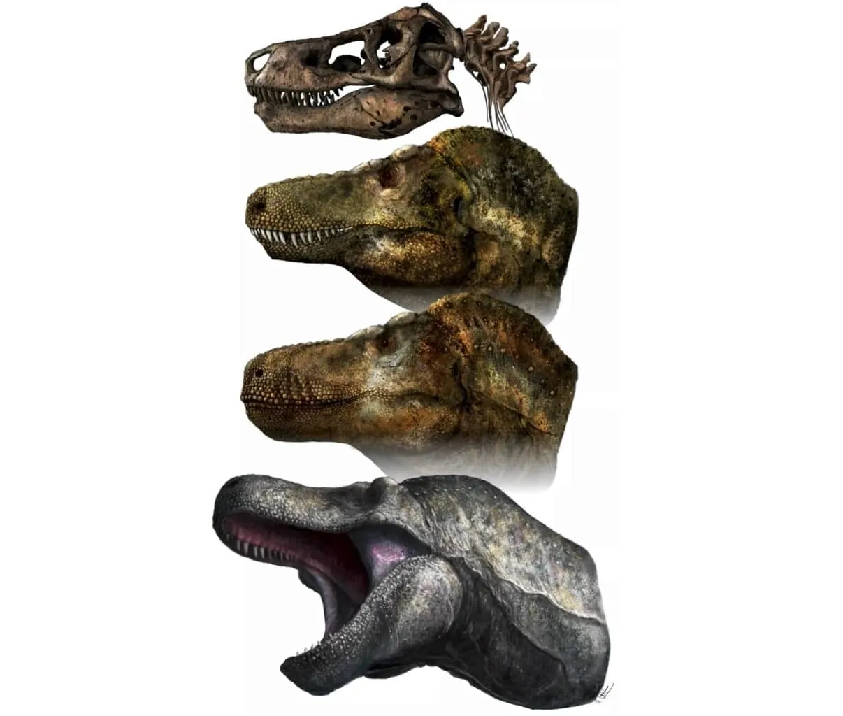Череп тиранозавра і нова реконструкція його голови Череп тиранозавра і нова реконструкція його голови