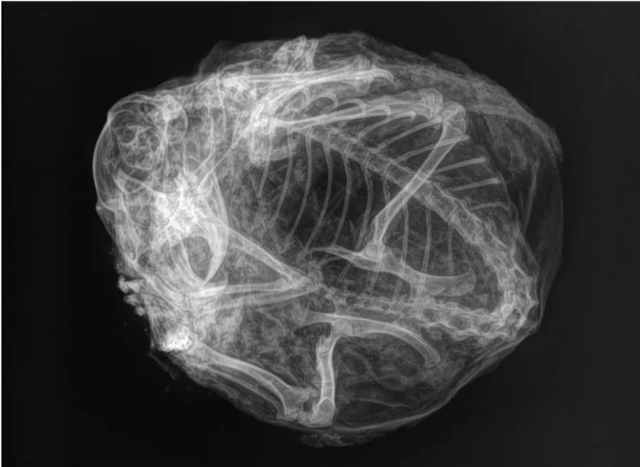 Ховрахові зробили рентген Ховрахові зробили рентген