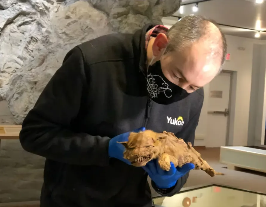 Кадри з дослідження арктичного ховраха Кадри з дослідження арктичного ховраха