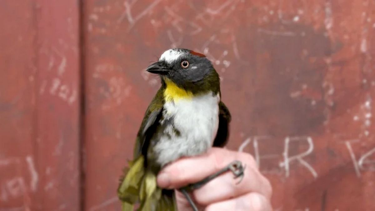 Знайдені в тропіках нові види птахів виявилися отруйними