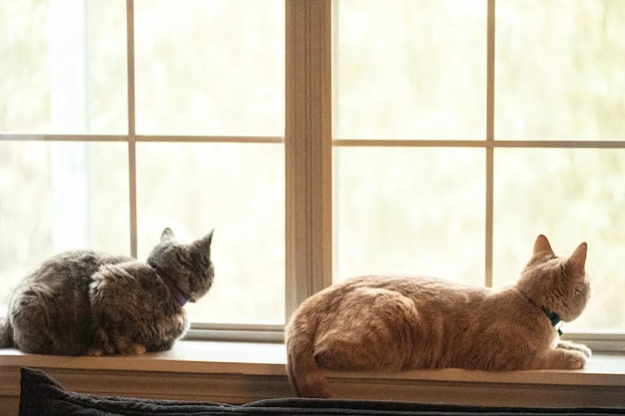 Чому коти божеволіють, коли дивляться у вікно