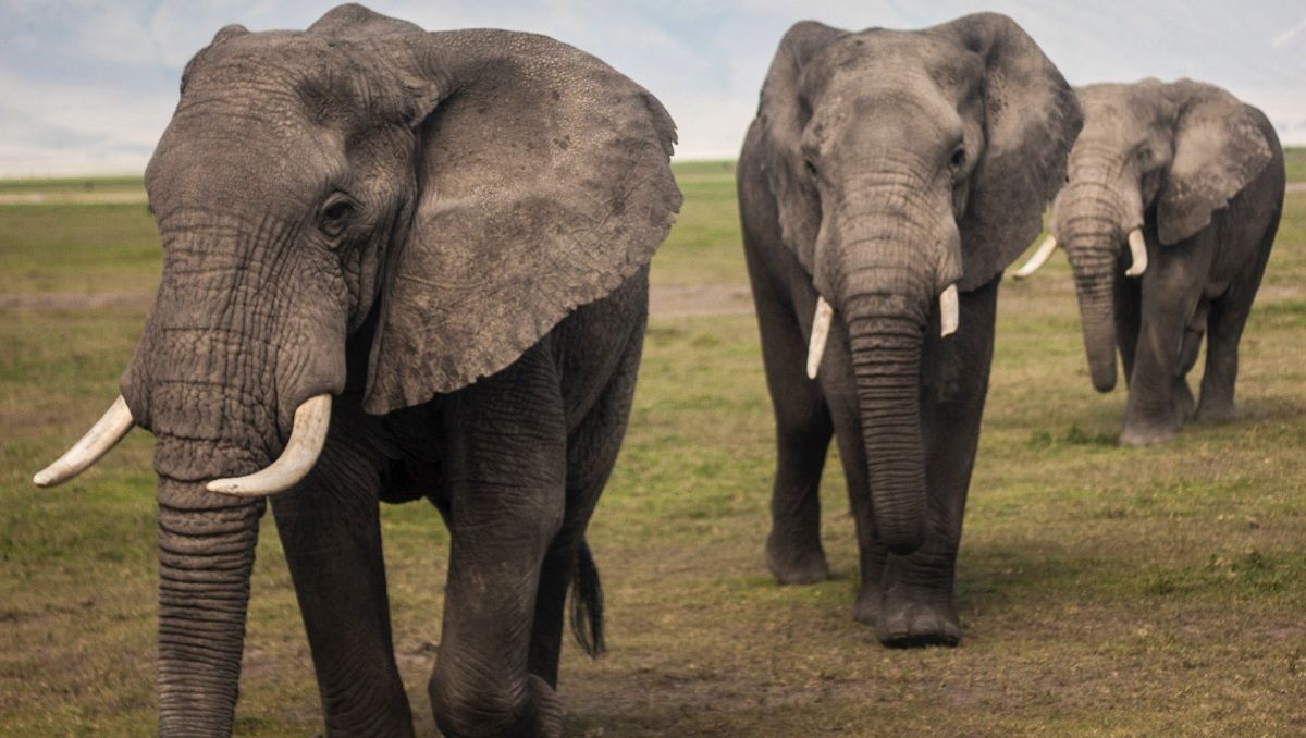 Слони могли одомашнитися самостійно – нове дослідження Слони могли одомашнитися самостійно – нове дослідження