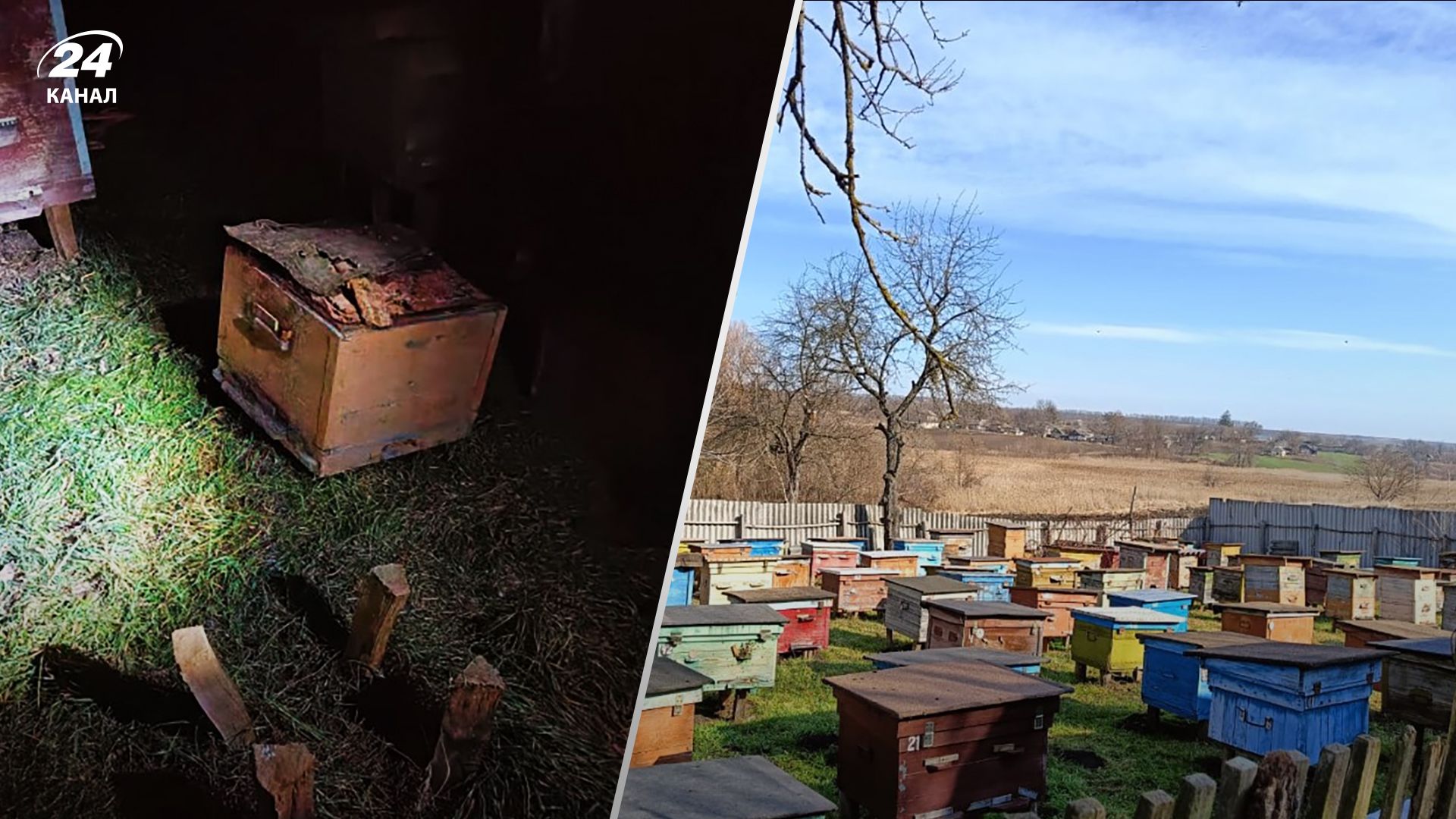 Бджоли покусали грабіжника, який обкрадав пасіку на Одещині - деталі Бджоли покусали грабіжника, який обкрадав пасіку на Одещині - деталі