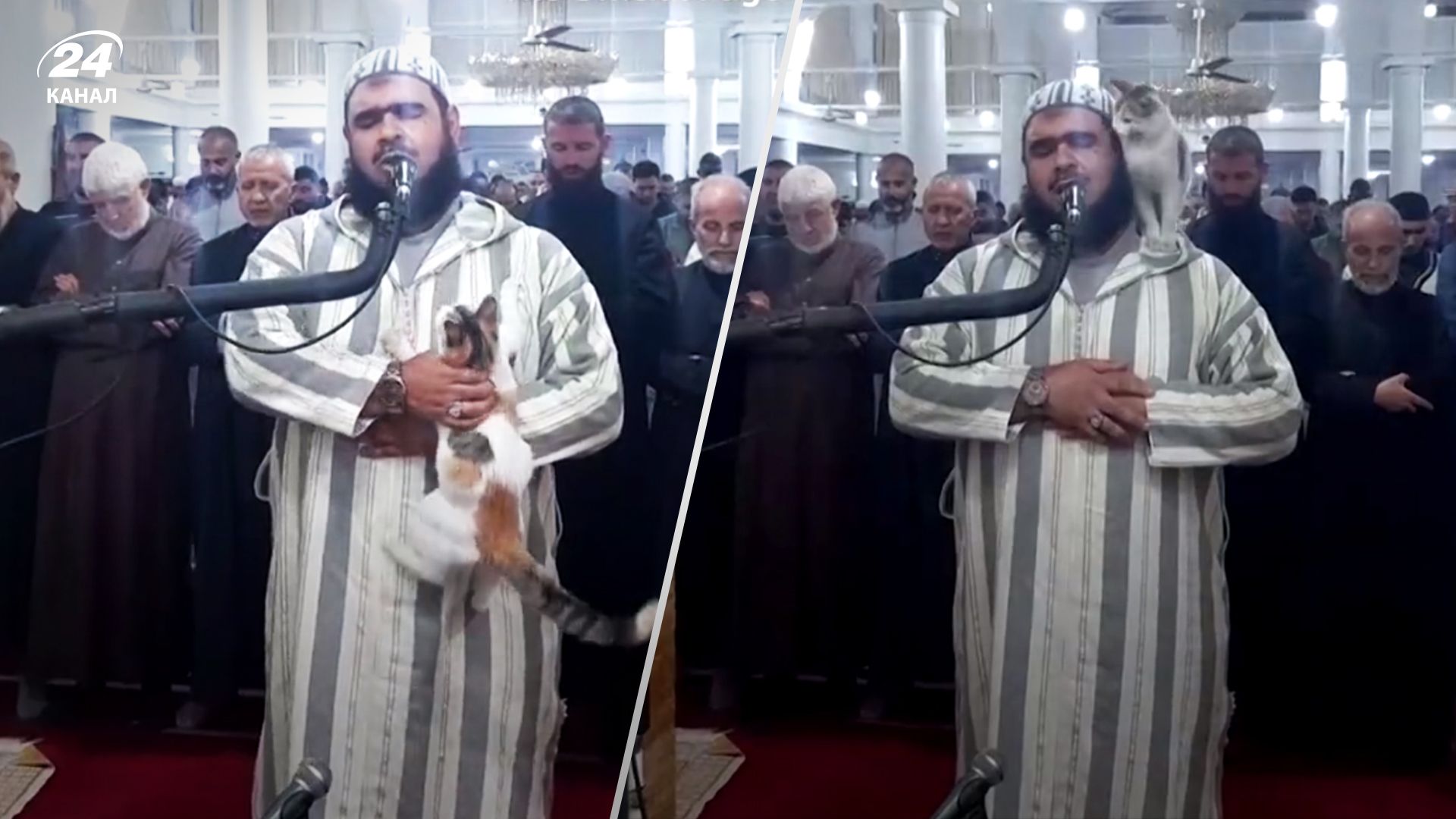 Кіт втрутився молитву на Рамадан – кумедне відео Кіт втрутився молитву на Рамадан – кумедне відео