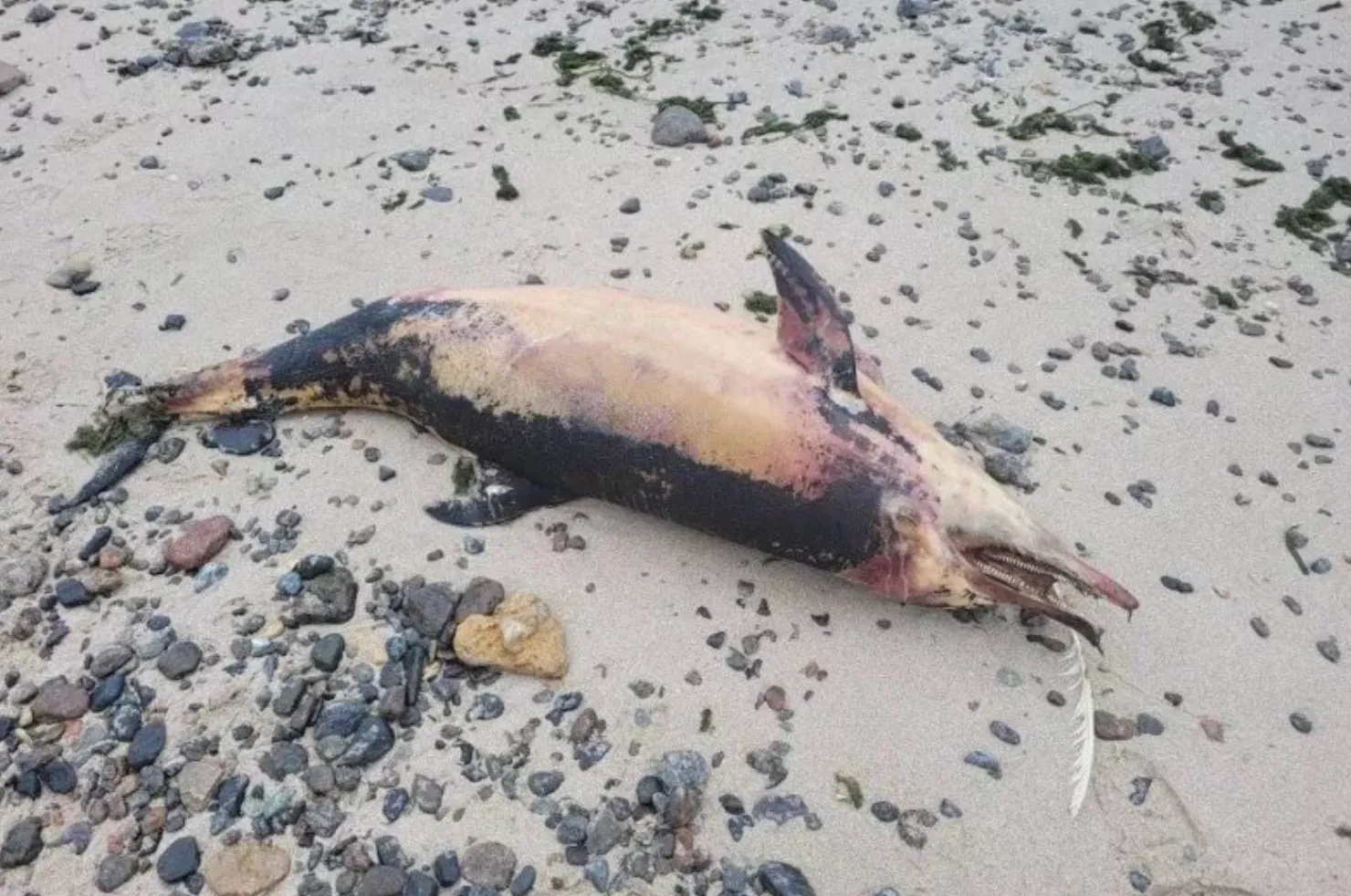 Мертвый дельфин, выброшенный на берег