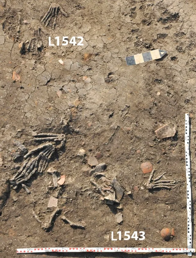 В двух ямах, L1542 и L1543, было найдено одиннадцать правых рук