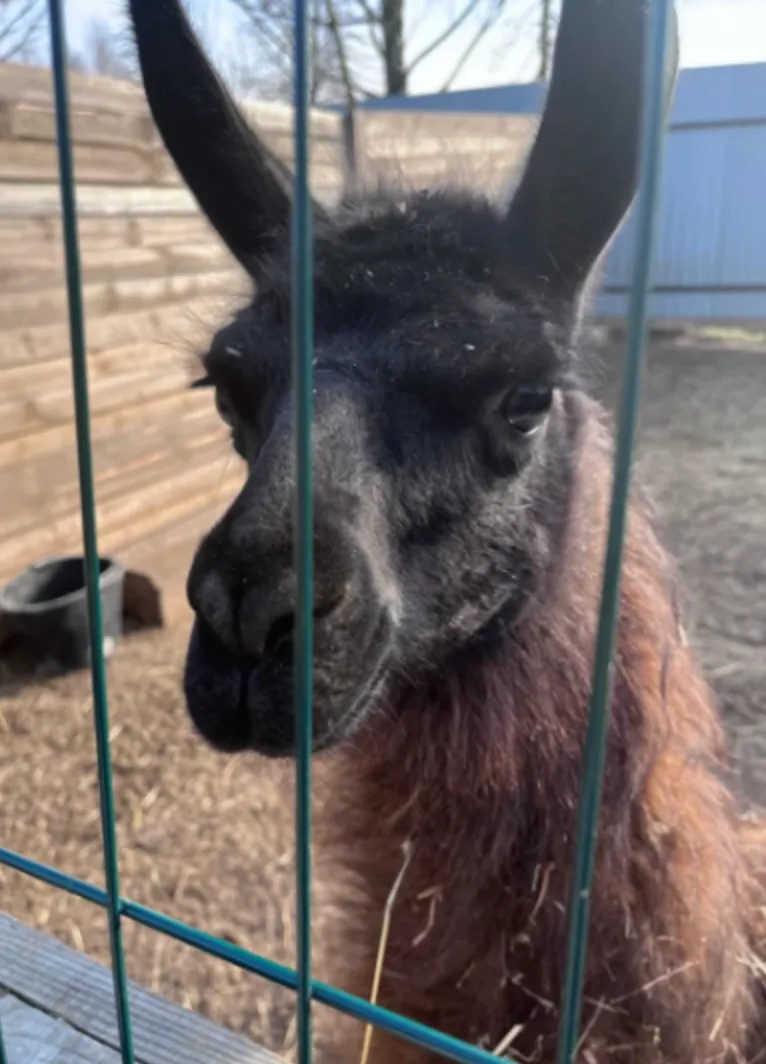 Мешканці притулку Мешканці притулку