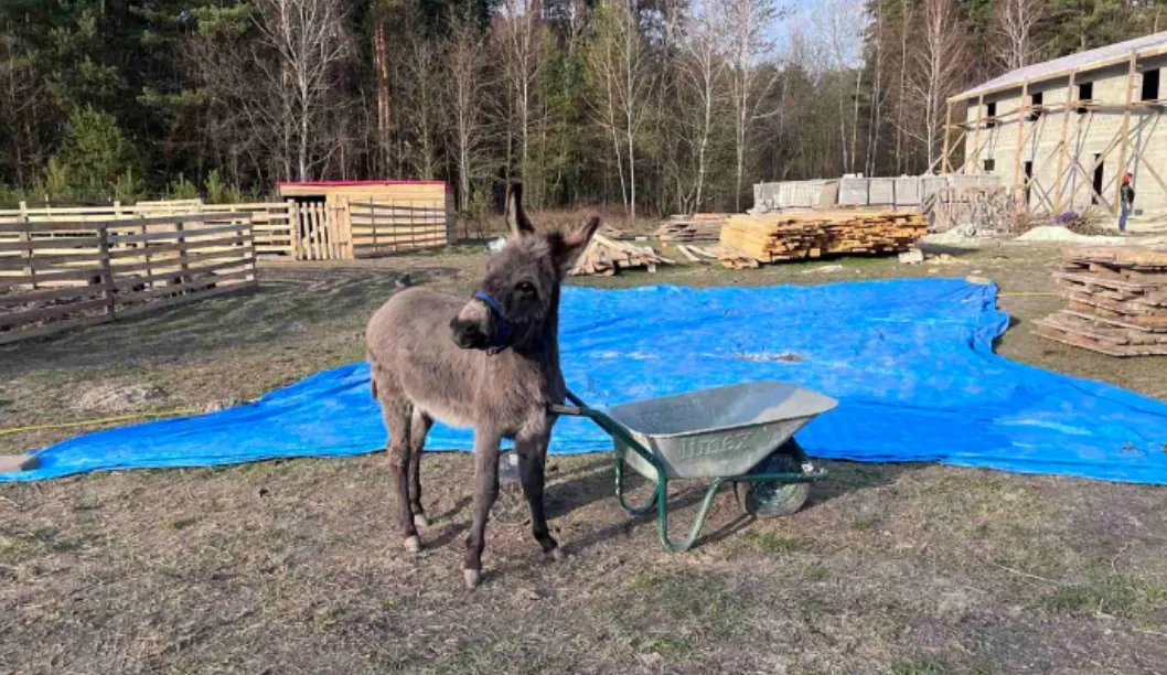 Осел в новом приюте для животных во Львовской области