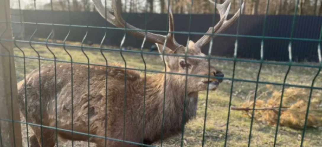 В притулку вже приймають тварин В притулку вже приймають тварин